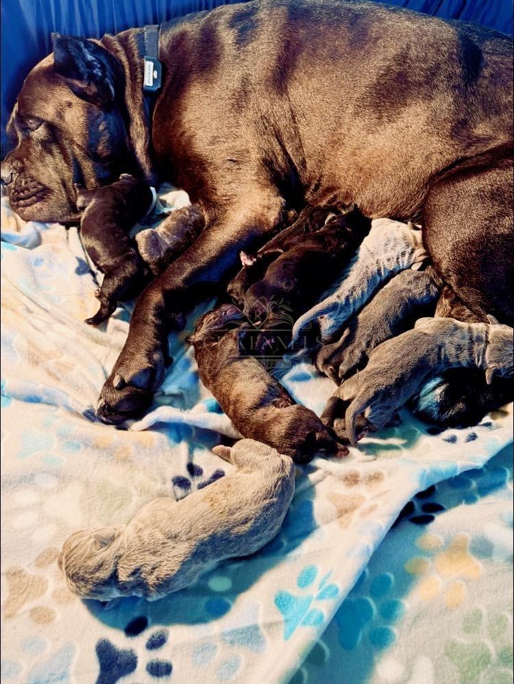 Mom nursing her newborn puppies